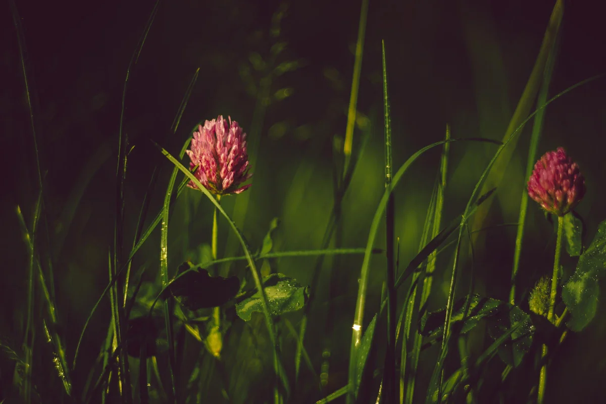 Obiektywy M42 - Helios 44-2 — zdjęcie 1