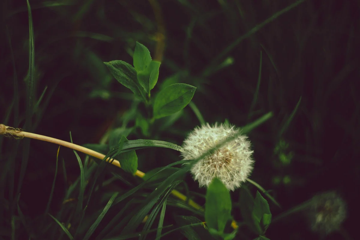 Obiektywy M42 - Helios 44-2 — zdjęcie 2