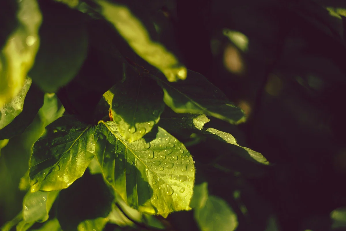 Obiektywy M42 - Helios 44-2 — zdjęcie 4