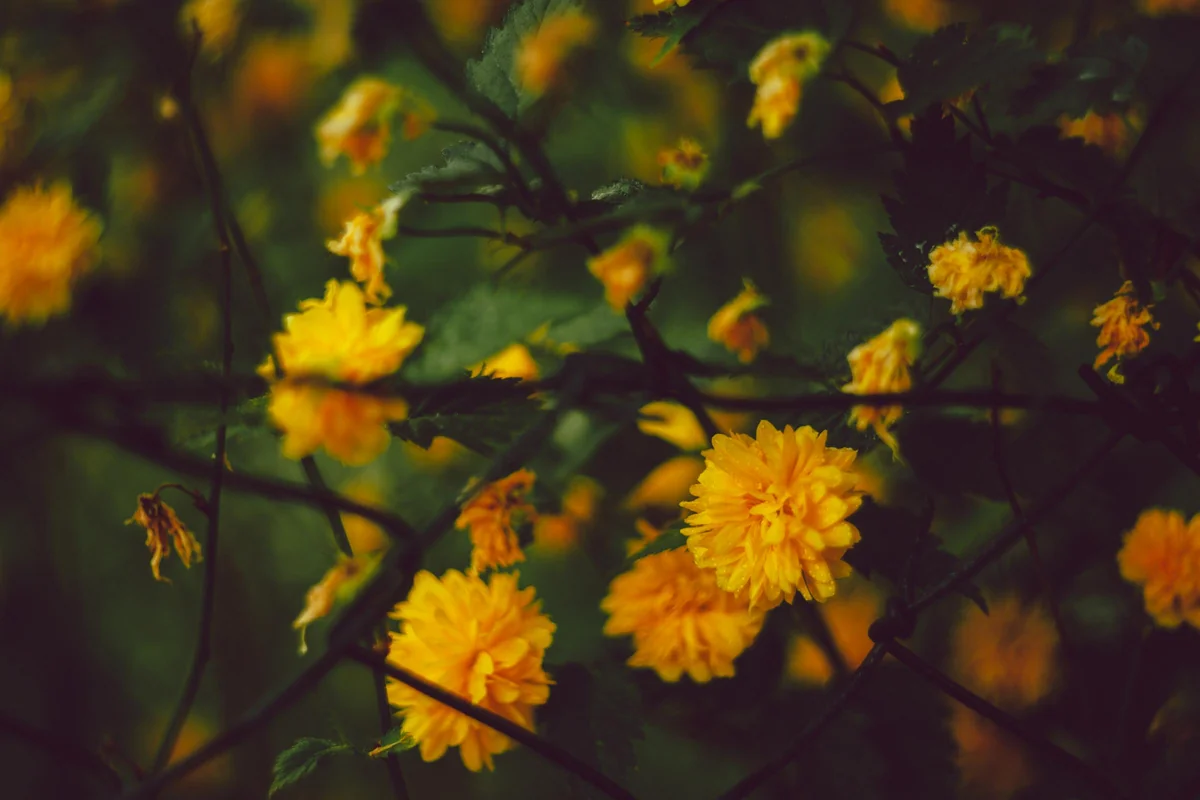 Obiektywy M42 - Helios 44-2 — zdjęcie 5