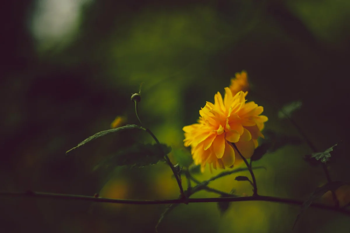 Obiektywy M42 - Helios 44-2 — zdjęcie 6
