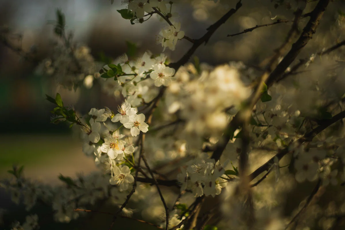 Obiektywy M42 - Helios 44-2 — zdjęcie 7