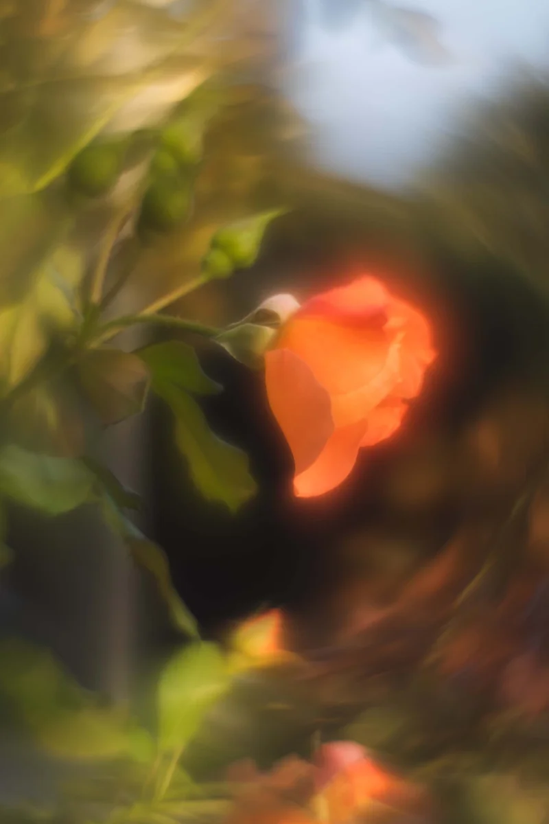 Petzval mod - zakręcona fotografia — zdjęcie 2