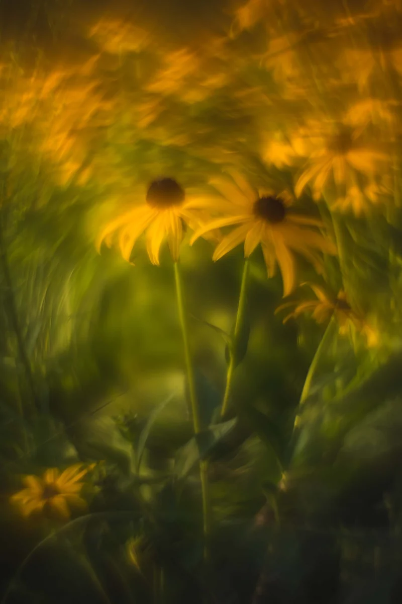 Petzval mod - zakręcona fotografia — zdjęcie 3